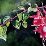 Fuchsia Poster