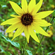 Full Sunflower In Rancho Santa Ana Botanic Gardens, Claremont-california Poster
