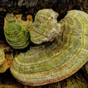Fungus On The Log Poster