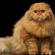 Furry Scottish Fold Cat Poster