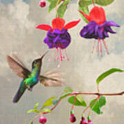 Fuchsia And Hummingbird Poster