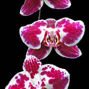 Fuschia Orchid Triplets Poster