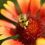 Fuzzy Bumble Bee On Gaillardia Poster