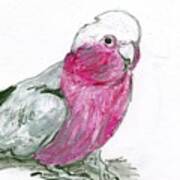 Galah Cockatoo Poster