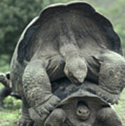 Galapagos Tortoises Mating Poster