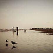 Galveston Seagulls Poster