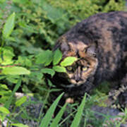 Garden Cat On The Hunt Poster