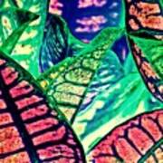 Garden Croton 3 Color Inversion Poster