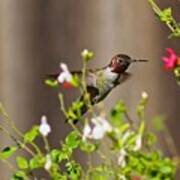 Garden Hummingbird Poster