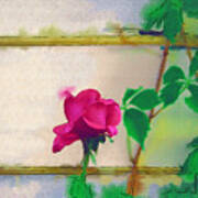 Garden Rose Poster