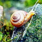 Garden Snail Poster
