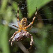 Garden Spider With A June Bug Poster