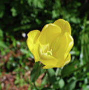 Garden With Beautiful Flowering Yellow Tulip In Bloom Poster