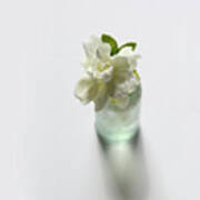 Gardenia In Aqua Bottle On White Poster