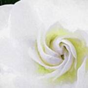 Gardenia Swirl Poster