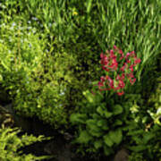 Gardening Delights - Miniature Creek With Red Primrose Poster