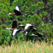 Geese Poster