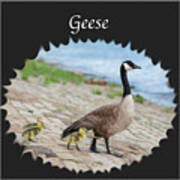 Geese In The Clouds Poster