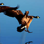 Geese Landing Poster