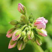 Geranium Buds Poster