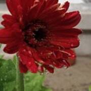 Gerber Daisy Poster