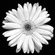 Single Gerbera Daisy Poster