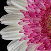 Gerbera Flower Poster