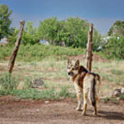 German Shepherd Poster