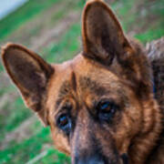 German Shepherd Profile Poster