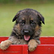 German Shepherd Puppy In A Wagon Poster