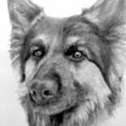 German Shepherd Poster