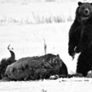 Getting Ready For Dinner - Yellowstone Grizzly 2018 Crop Black And White Poster