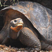 Giant Galapagos Tortoise Poster