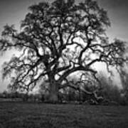 Giant Oak Tree Poster