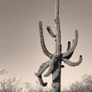 Giant Saguaro Cactus Sepia Image Poster
