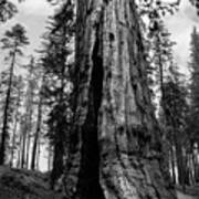 Giant Sequoia At Mariposa Grove Bw Poster