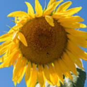 Giant Sunflower Blue Sky Poster