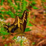 Giant Swallowtail Butterfly Poster