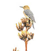 Gila Woodpecker Poster