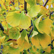 Ginkgo Gold Poster