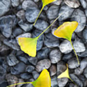 Ginkgo Leaves On Gray Stones Poster