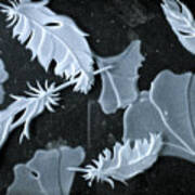 Ginko Leaves And Feathers Poster