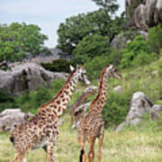 Giraffe Family In Africa Poster