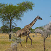 Giraffe On The Move Poster