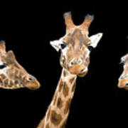 Giraffe Trio Poster