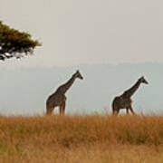 Giraffes On Parade Poster