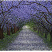 Glade - Jacaranda Trees In Spring Poster