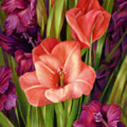 Gladiolus A Bee's View Poster