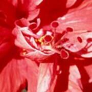 Glorious Red Hibiscus Poster