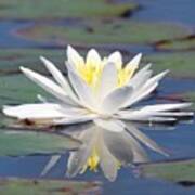 Glorious White Water Lily Poster